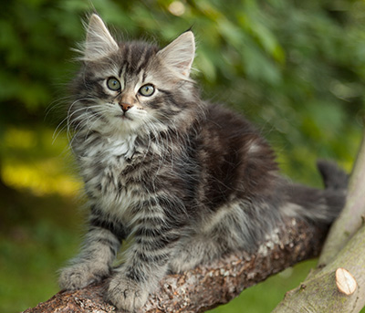 Ilga - 11 weeks old