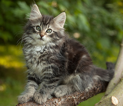 Ilga - 11 weeks old
