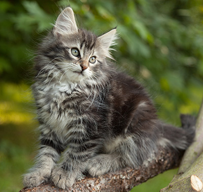 Ilga - 11 weeks old