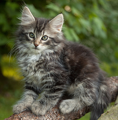 Ilga - 11 weeks old
