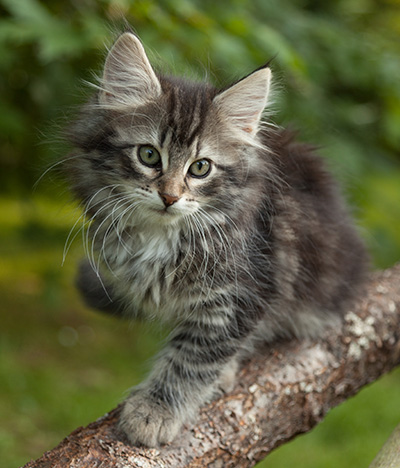 Ilga - 11 weeks old