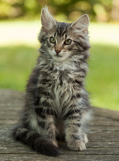 Ilga - 14 weeks old