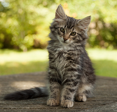 Ilga - 14 weeks old