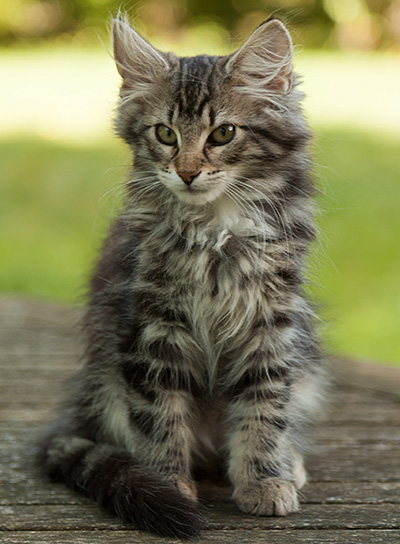 Ilga - 14 weeks old