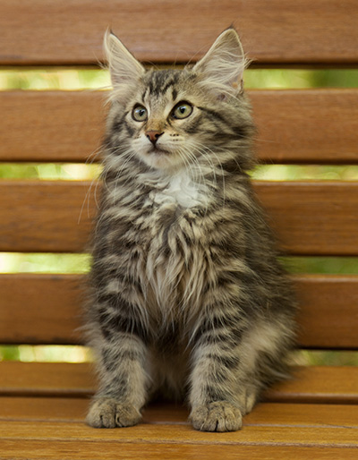 Ilga - 14 weeks old