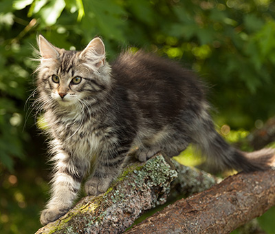Ilga - 14 weeks old