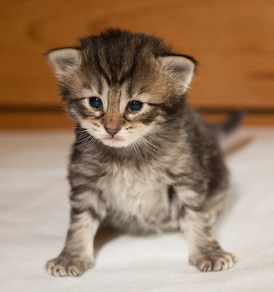 Ilga - 3 weeks old