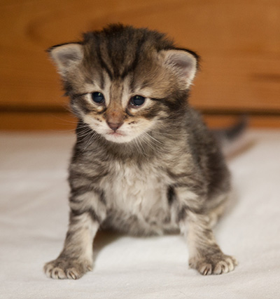 Ilga - 3 weeks old