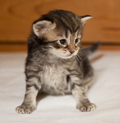 Ilga - 3 weeks old