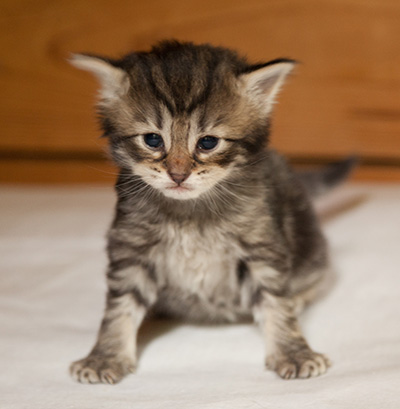 Ilga - 3 weeks old