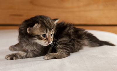 Ilga - 3 weeks old
