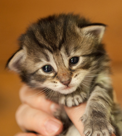 Ilga - 3 weeks old