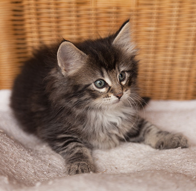 Ilga - 7 weeks old