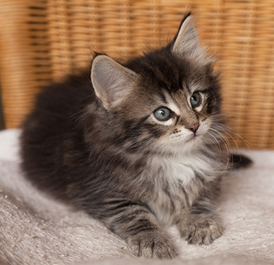 Ilga - 7 weeks old