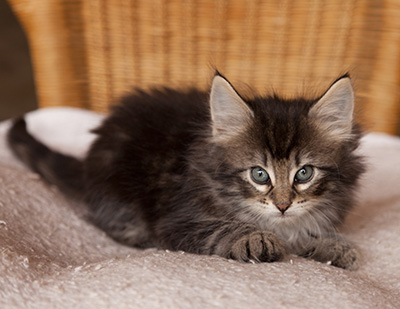Ilga - 7 weeks old