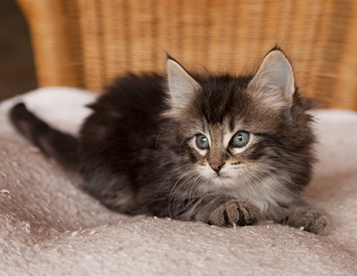 Ilga - 7 weeks old