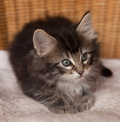Ilga - 7 weeks old