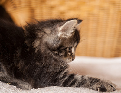 Ilga - 7 weeks old