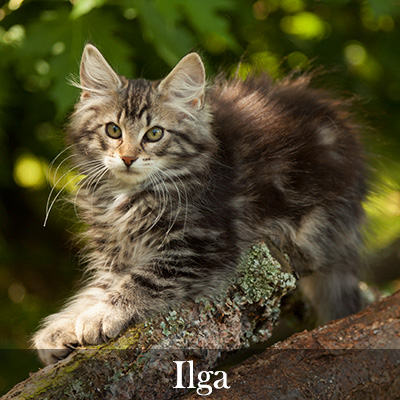 Ilga