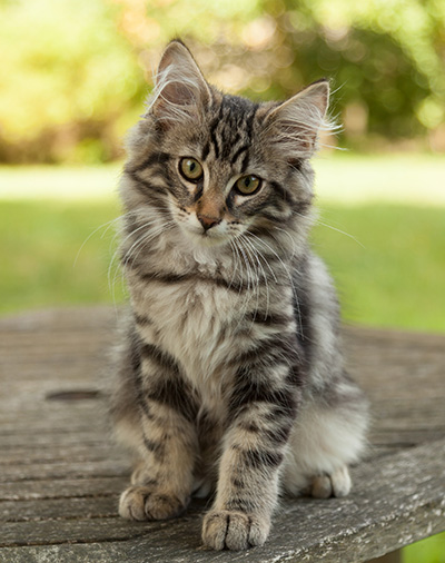 Ivan - 14 weeks old
