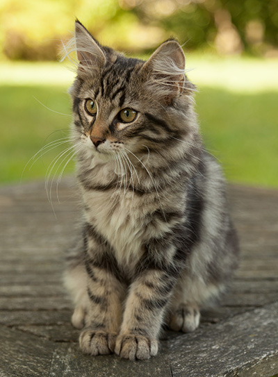 Ivan - 14 weeks old