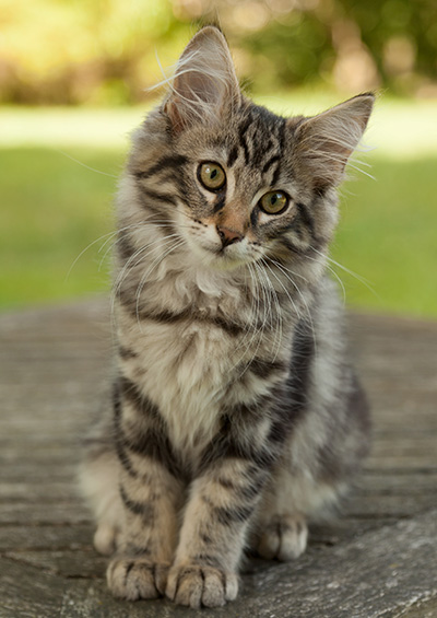 Ivan - 14 weeks old
