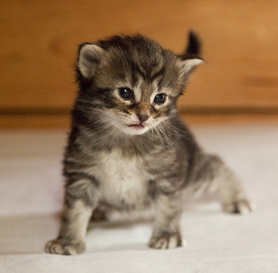 Ivan - 3 weeks old