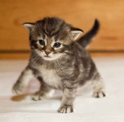 Ivan - 3 weeks old
