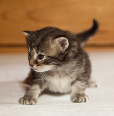 Ivan - 3 weeks old