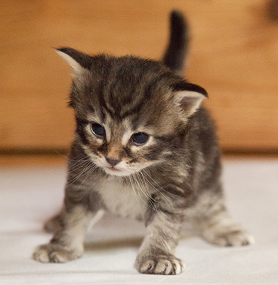 Ivan - 3 weeks old
