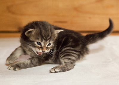 Ivan - 3 weeks old