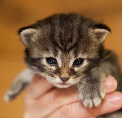 Ivan - 3 weeks old