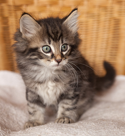 Ivan - 7 weeks old