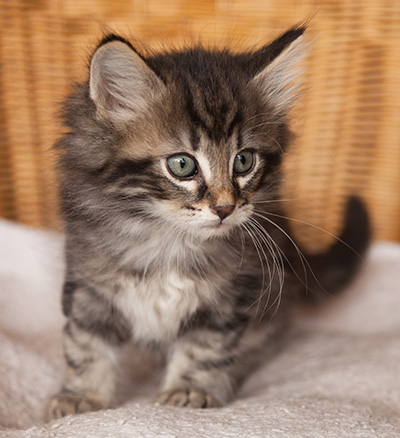 Ivan - 7 weeks old