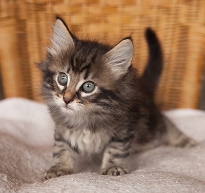 Ivan - 7 weeks old