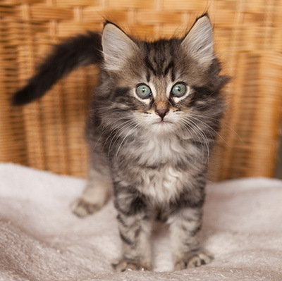 Ivan - 7 weeks old