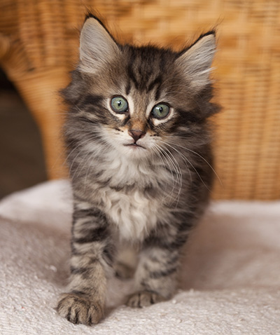 Ivan - 7 weeks old