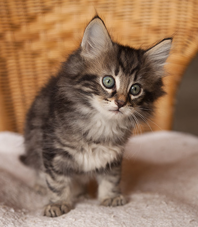 Ivan - 7 weeks old