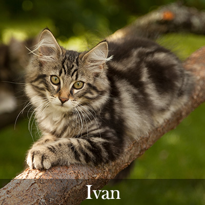 Ivan