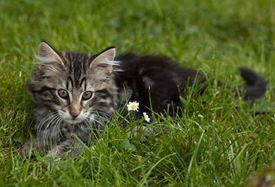 Ivar - 11 weeks old