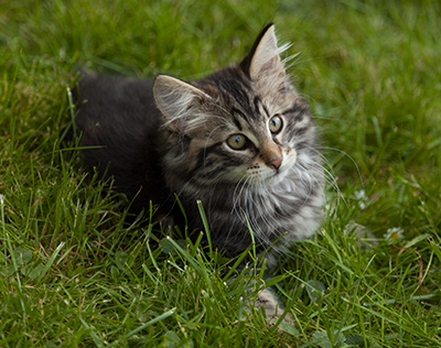 Ivar - 11 weeks old