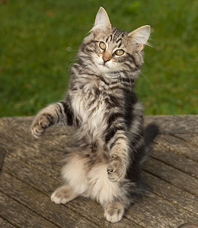Ivar - 14 weeks old