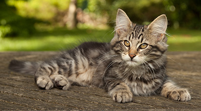 Ivar - 14 weeks old