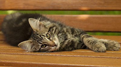 Ivar - 14 weeks old