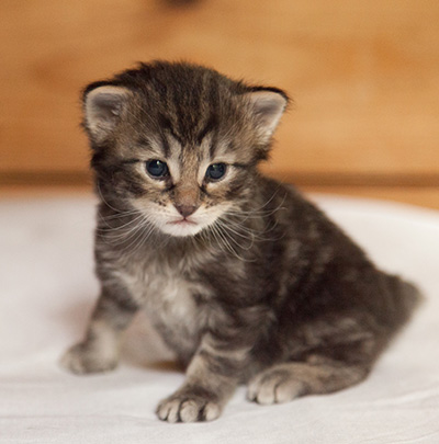 Ivar - 3 weeks old