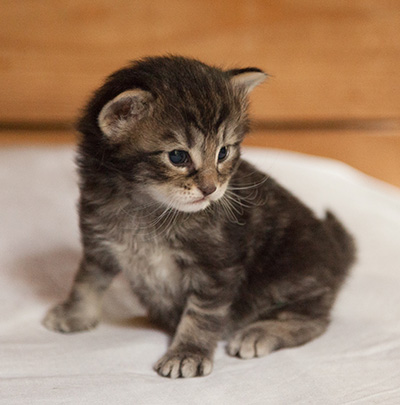 Ivar - 3 weeks old