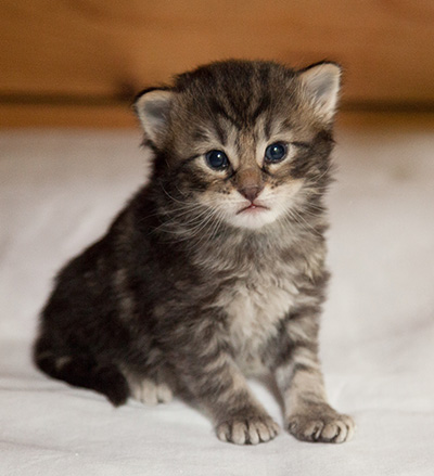 Ivar - 3 weeks old
