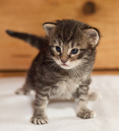 Ivar - 3 weeks old