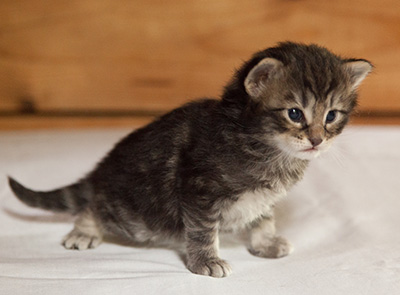 Ivar - 3 weeks old