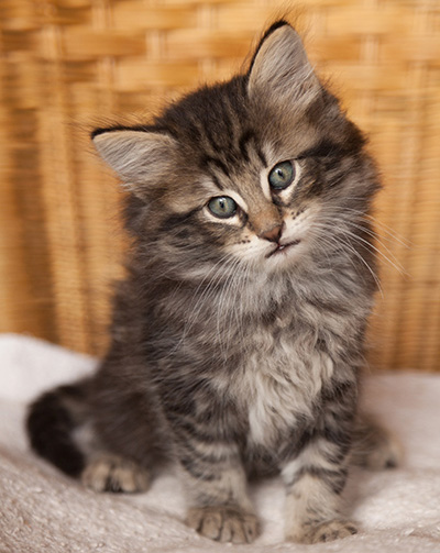 Ivar - 7 weeks old
